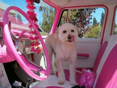 粉色的 车 狗 车辆 汽车 梗犬 乳腺癌 方向盘 经典汽车