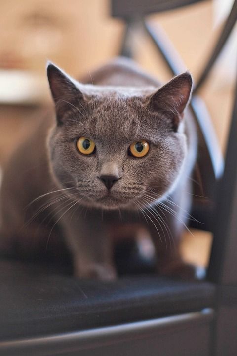猫 基蒂 猫科动物 灰色的 黄色 眼睛 宠物 国内的 小猫