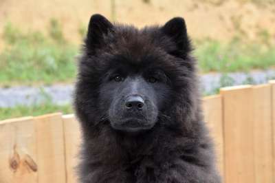 狗 狗Eurasier Eurasier纯种 婊子Ploublue