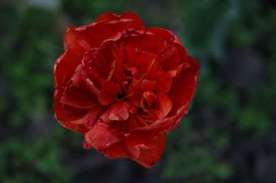 郁金香 红色的 花园 花 性质 工厂 花瓣