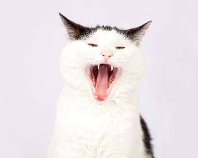 猫 宠物 动物 国内的 猫科动物 哺乳动物