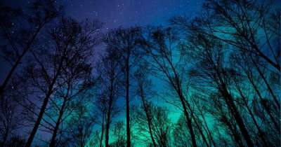 森林 极光 北极光 树木 夜晚 天空 背景 星空 星星 墙纸