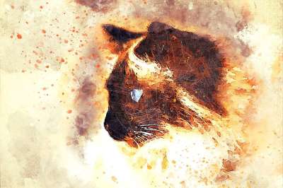 猫 动物 艺术 抽象 水彩 优质的 自然 宠物 基蒂 感情
