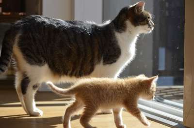 奇怪的夫妇 猫 小猫 朋友们 大哥 父子 自然 动物 宠物
