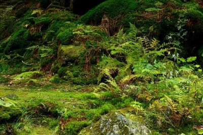 背景 环境 地面 植物群 叶子 森林 新鲜的 绿色 生长 丛林