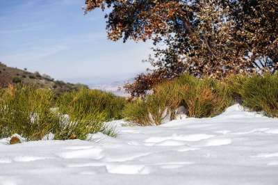 雪 森林 植被 寒冷的