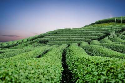 邮电部洲山茶 丘陵 自然 茶 邮电部洲 绿茶 茶 茶 茶 茶