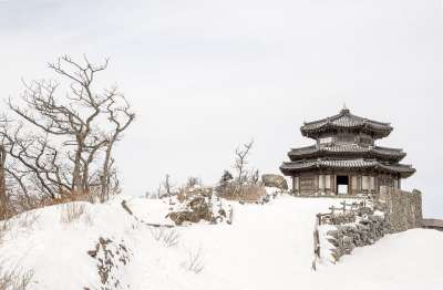 大自然 雪 冬季 背景 寒冷的 景观 寂寞 分支 树 松