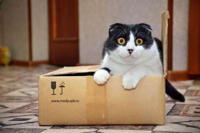 盒子 可爱 猫