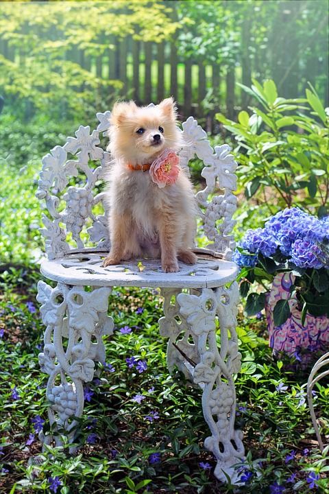 狗 小狗 博美犬 动物 宠物 可爱的 犬类 白色的 小的 坐着