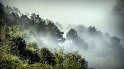 雾 景观 自然 树木 林业 路径 风景 秋天 丘陵 山 大气