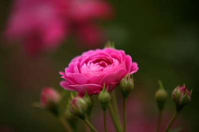 花 大自然 植物 花园 夏天 玫瑰 野花 藤玫瑰 春天 湖