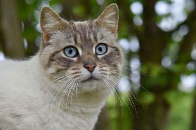 猫 猫Nala 动物 胡子的猫 蓝眼睛 哺乳动物 猫科动物 可爱的