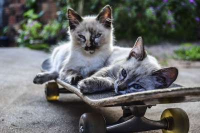 猫 滑板 骑 宠物 猫 滑板 滑板 滑板 滑板 滑板
