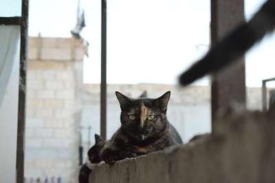 可爱 小猫咪 小猫 吉祥物 猫科动物 肖像 甜 猫 晶须 多毛