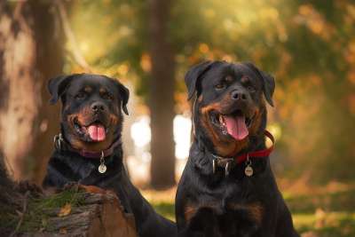 罗威纳犬 小狗 宠物 犬科动物 动物 毛皮 鼻子 哺乳动物