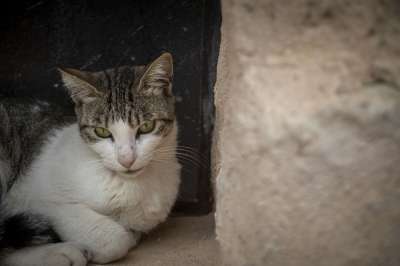 猫 动物 宠物 猫科动物 哺乳动物 国内的猫 国内动物 户外