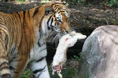 老虎 Amurtiger 捕食者 大猫 食肉动物 西伯利亚 猫