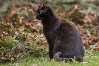 小猫 猫 黑 宠物 猫头 动物 男孩 秋季 黑色的猫 最喜欢的