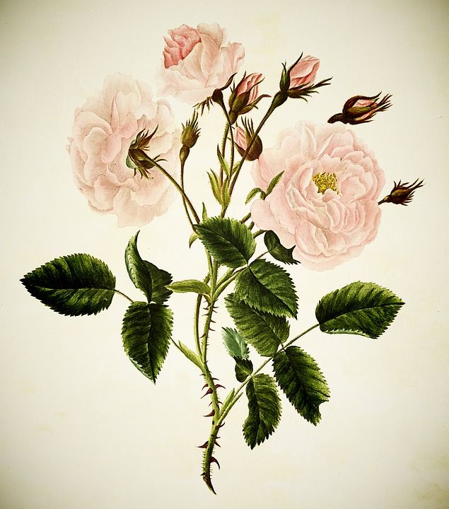 花朵 花束 花瓣 干 花的 束 盛开 水彩 自然 植物学