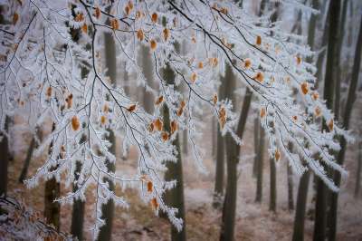 山毛榉 分行 霜 雪 冬天 寒冷的 冰镇 榉木 树木 森林