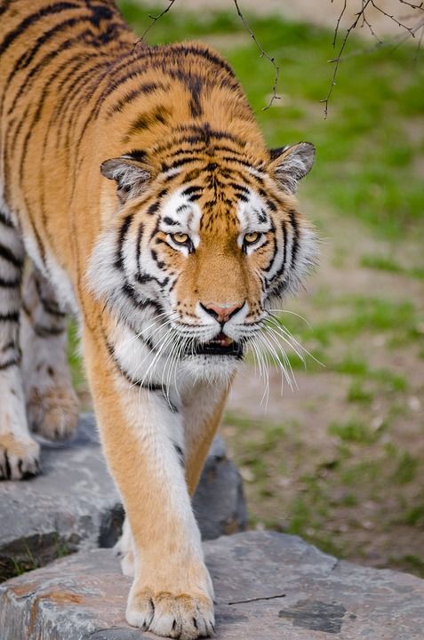 动物 大猫 苹果浏览器 老虎 野生猫 野生动物 动物园