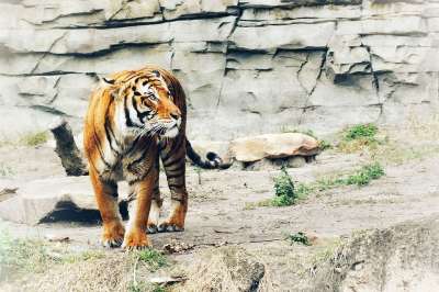 老虎 动物 亚洲 猫 捕食者