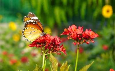 蝴蝶 普通老虎 昆虫 Danaus Chrysippus 非洲女王