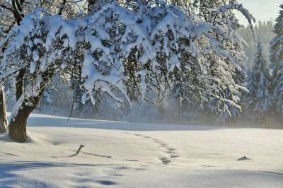 冬天 冬季景观 雪 寒冷的 冬季魔法 太阳 树 冬梦 蓝色的