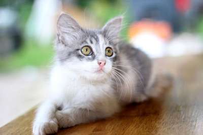 家猫 猫 宠物 宠物猫 国内的猫 动物 猫科动物 猫的眼睛