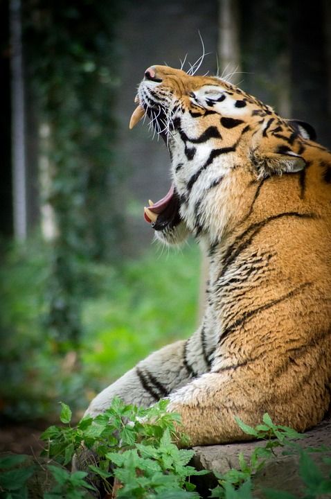 野生动物 自然 食肉动物 猫 捕食者 老虎 动物