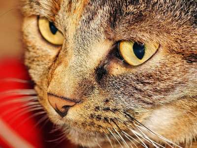 猫 头 女性 猫脸 家猫 猫眼 关闭 动物 看法 好奇的