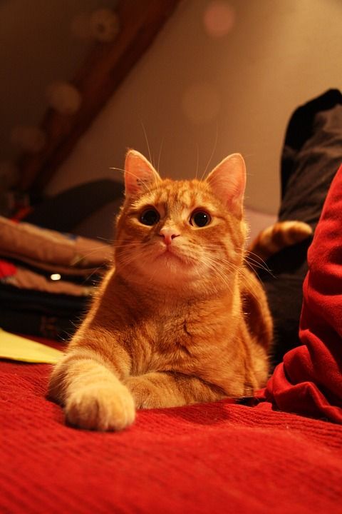 猫 Roux 躺在 沙发 老虎 爪子 头发