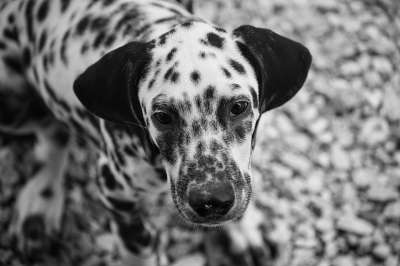 达尔马提亚 小狗 动物 宠物 犬类 狗