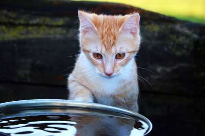 猫 小猫 红虎斑 水 红猫 年轻的猫 家猫