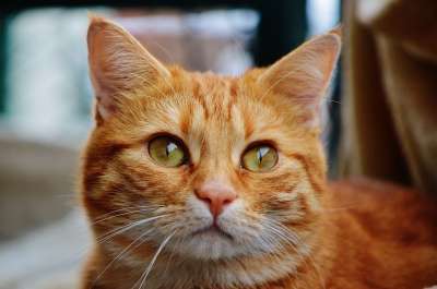 猫 宿醉 红色的 可爱的 鲭鱼 老虎 舒适 动物 家猫 毛皮