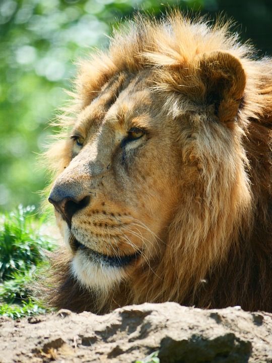 狮子 大猫 动物 野生动物 荒野 哺乳动物 捕食者 猫科动物