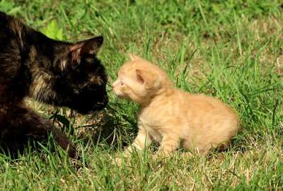 猫 动物 小猫 哺乳动物 图 漂亮 年轻的猫 小