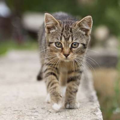 猫 虎斑猫 户外 动物 可爱的 小猫 宠物