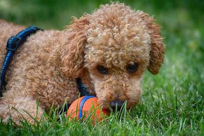 贵宾犬 狗 家畜 可爱的 玩 动物 贵宾犬 贵宾犬 贵宾犬