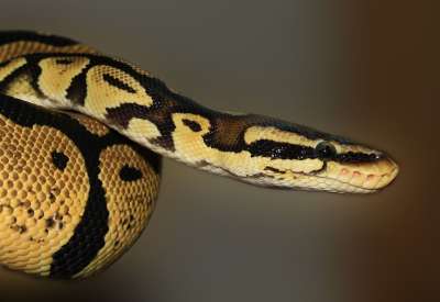 蛇 Python 动物 球 Python 皇家蟒蛇