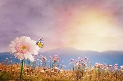 花朵 草地 景观 幻想 春天 蝴蝶 云 日落