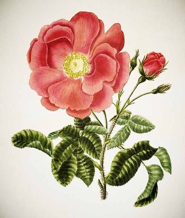 花朵 花瓣 花束 花的 干 束 盛开 水彩 自然 植物学