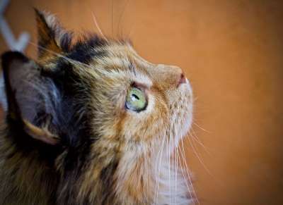 猫 猫科动物 胡须 看 外形 动物 可爱的 眼睛 毛茸茸 毛皮