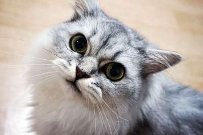 猫 动物 宠物 白色的猫 喵 小猫 波斯语 波斯疯狂的照片