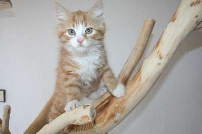 主要摆放好 主浣熊 猫 小猫 猫宝宝 红色的 宝宝小猫 家猫