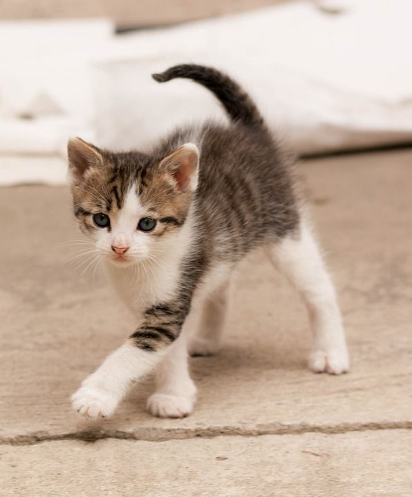 友谊 猫 小猫 动物 基蒂 棕色猫 棕色的友谊