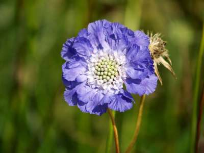 蓝Scabiosa 花 蓝色的 夏天 工厂 自然