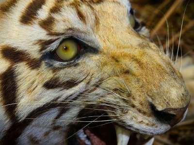 老虎 猫 塞满的 动物标本剥制术 博物馆 展览 保存 死的