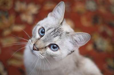 猫 白色的 蓝色的眼睛 猫科动物 抬头 动物 家畜